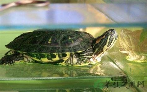 巴西龜不能吃什麼 后里和康